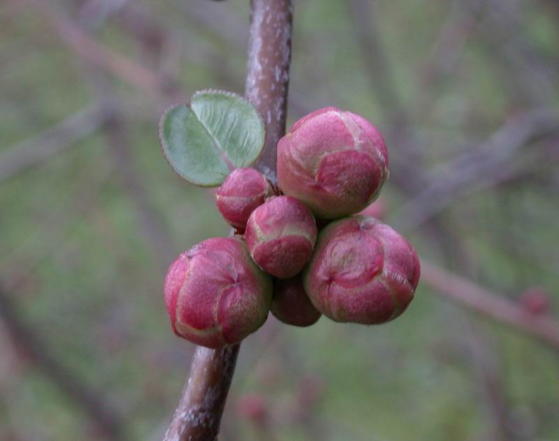 Chaenomeles japonica = Cotogno da fiore